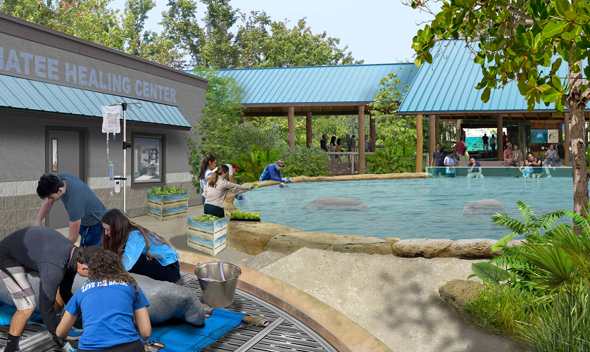 This artist's rendering shows the Manatee Healing Center at the Brevard Zoo's future aquarium at Port Canaveral.