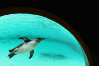 Penguins are fed in their enclosure during London Zoo's annual stocktake of animals on January 3, 2013 in London, England. (Photo by Dan Kitwood/Getty Images)