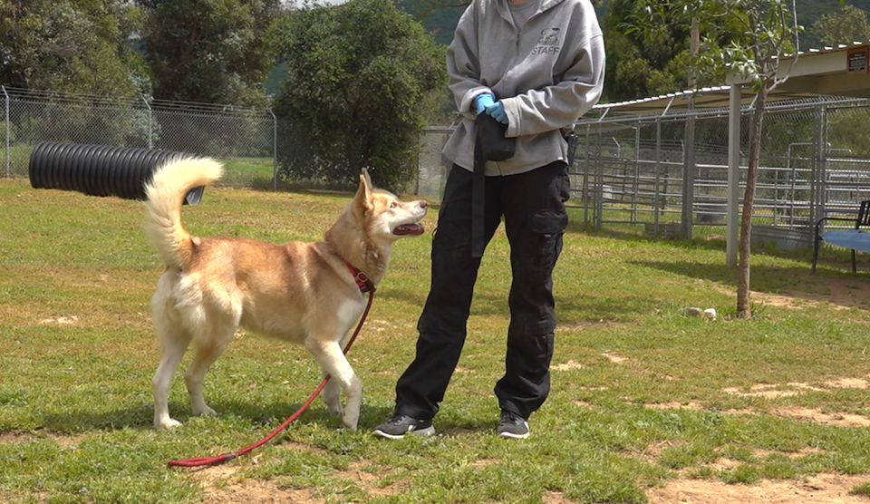 A golden husky looking up at its trainer