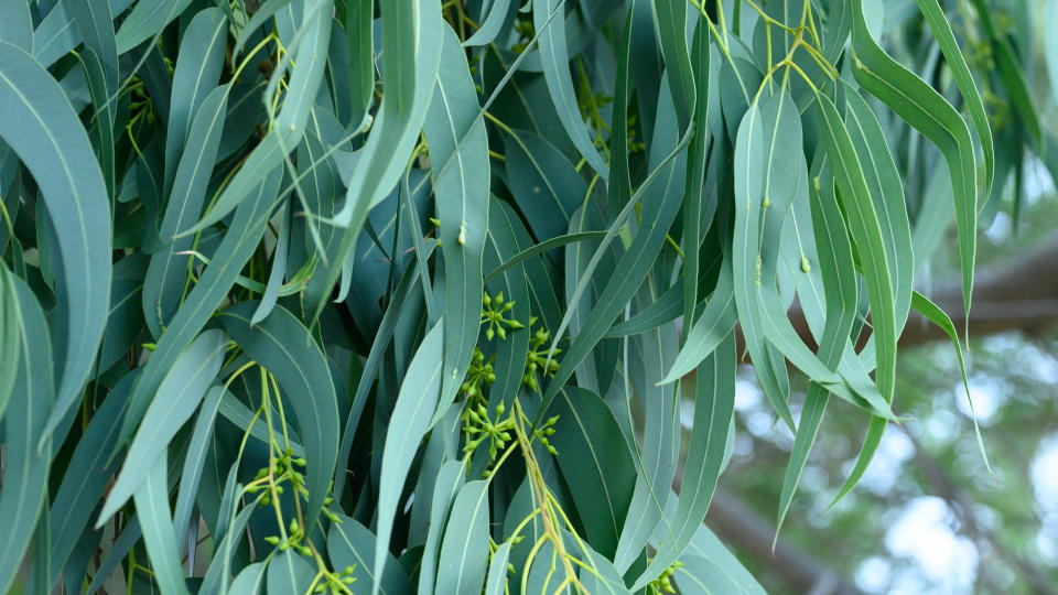 Eucalyptus