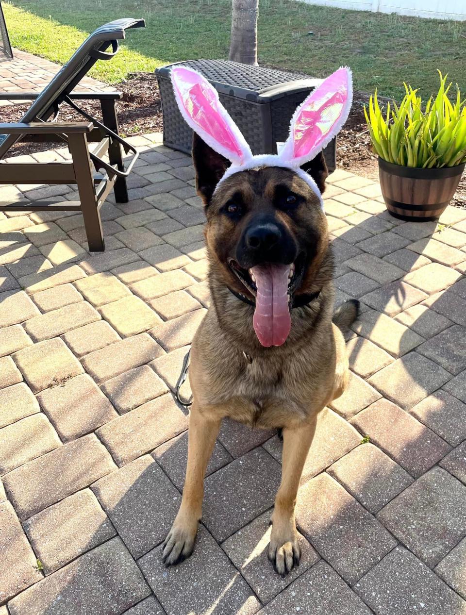 The Ocoee Police Department celebrated Easter with an egg hunt and a K9.