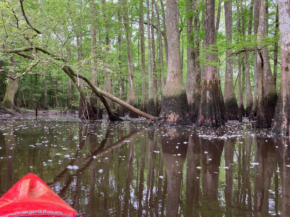 Exploring a side channel of the Edisto River near St. George, South Carolina