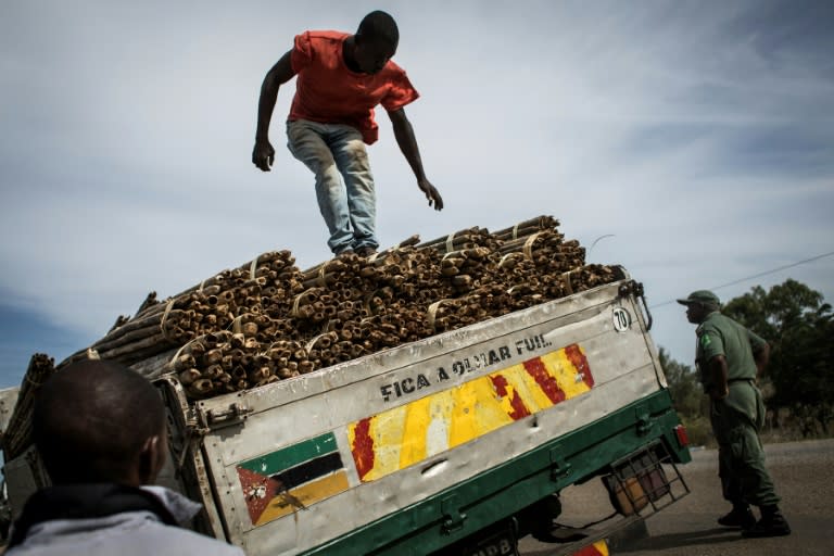 The government said that more than 120 timber companies were raided in March alone and at least 150,000 cubic metres of logs were seized during the sting operation