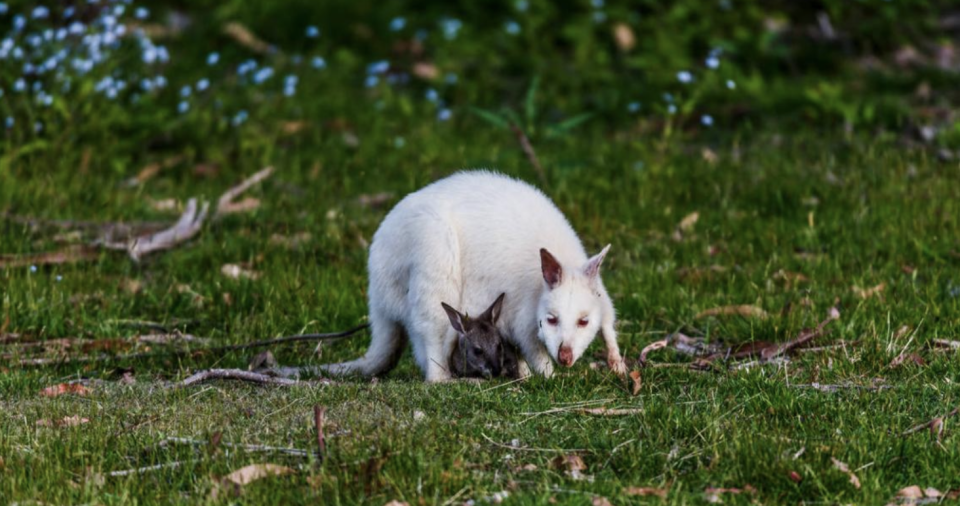 Two animals huddled together in Hobart.