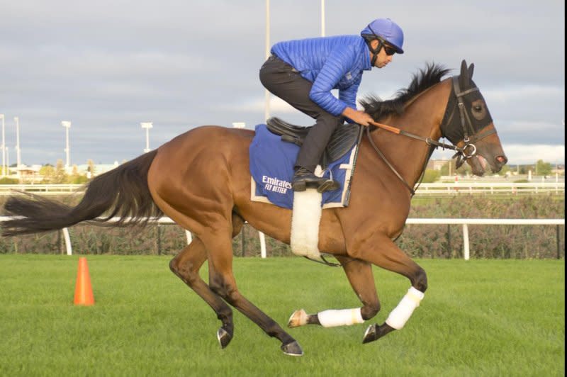 Master of The Seas trains at Woodbine for Saturday's $1 million Woodbine Mile and a spot in the Breeders' Cup. Photo by Michael Burns, courtesy of Woodbine