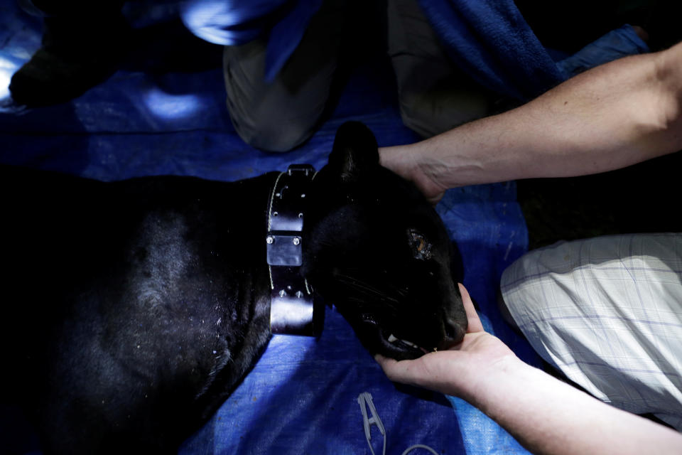 <p>A researcher from the Mamiraua Institute puts a GPS collar on a black male jaguar after capturing him at the Mamiraua Sustainable Development Reserve in Uarini, Amazonas state, Brazil, March 6, 2018. (Photo: Bruno Kelly/Reuters) </p>