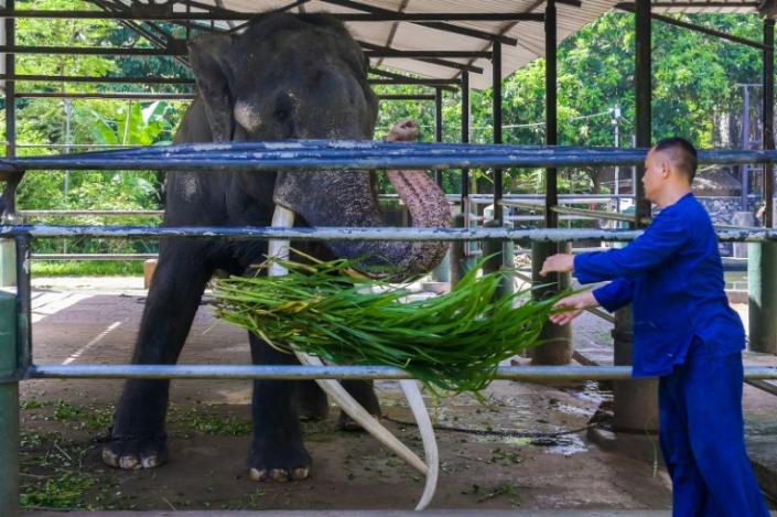 Um tratador tailandês alimenta o elefante Muthu Raja em um recinto no Dehiwala Zoo em Colombo em 30 de junho de 2023. (Ishara S. KODIKARA)