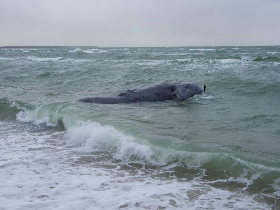Deceased female North Atlantic right whale that was recently determined to be the only known calf of Squilla, according to the National Oceanic and Atmospheric Administration. Taken under NOAA Permit # 24359