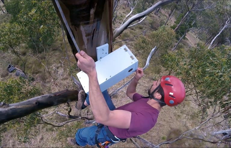 Conservationists have designed nesting boxes with light-sensitive doors that open at sunrise and close at sunset, protecting the parrots from the sugar gliders in the night when the creatures are active