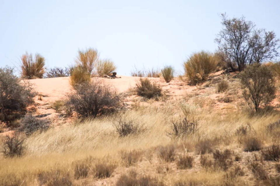 Prime Desert Woodland Preserve via Getty Images