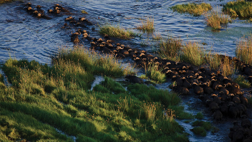 Cape buffalo crossing a channel near Sitatunga Private Island