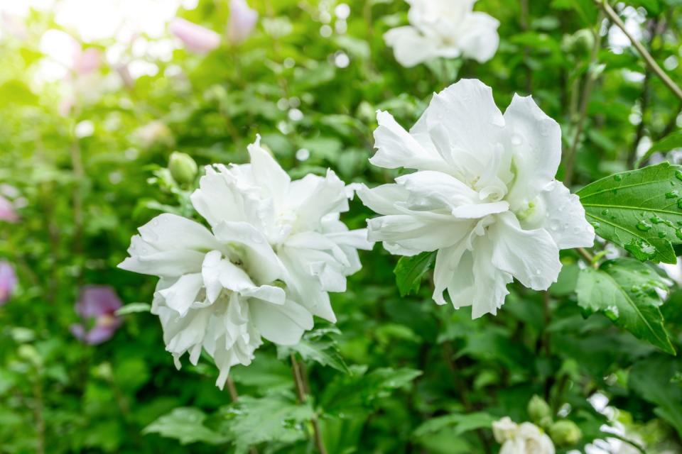 best white flowers rose of sharon