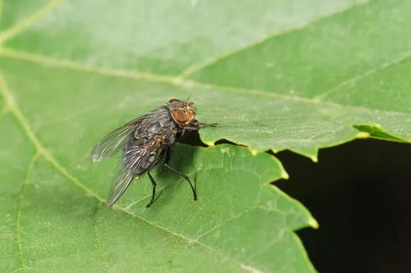 fly on leaf