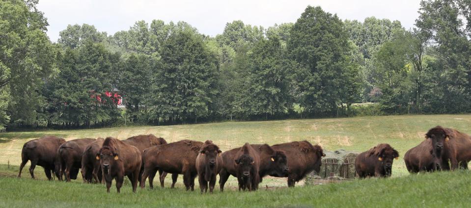 A group of bison graze in a field at Red Run Bison Farm in Marshallville.
