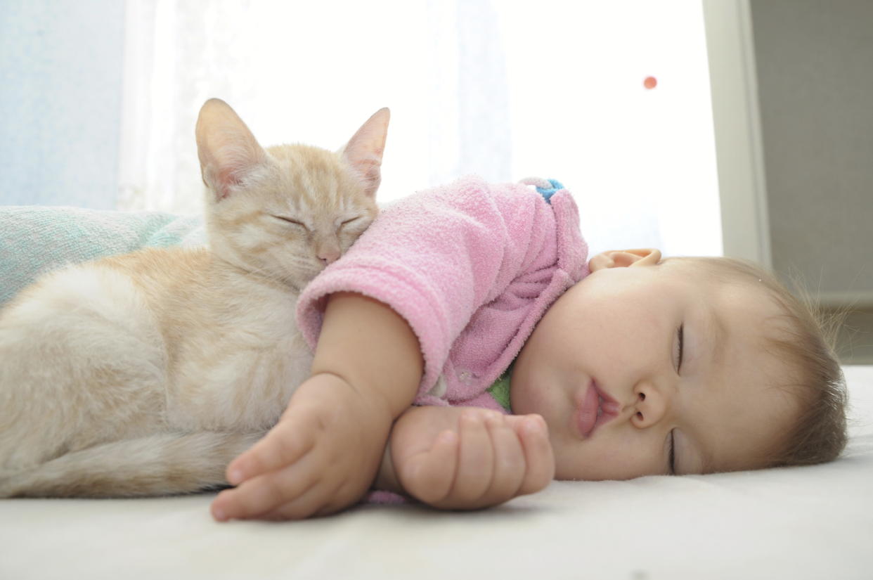 Not Ramona or any of the three cats that she saw (most likely). (Photo: Aynur_sib via Getty Images)