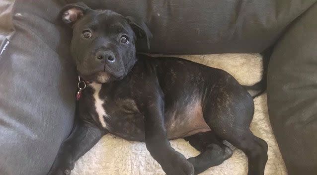 Luna, a 16-week-old staffy, has gone missing from her owner's Mornington Peninsula home. Source: Facebook/ Clint Hammill