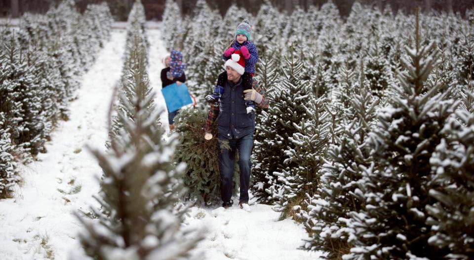 A man in a Santa hat with a child on his shoulders drags a Balsam fir among many other snow-covered trees