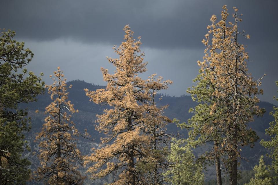 Drought and bark beetles have killed millions of trees across California in recent years, contributing to wildfire risk. <a href="https://www.gettyimages.com/detail/news-photo/dead-and-dying-trees-are-seen-in-a-forest-stressed-by-news-photo/472531110" rel="nofollow noopener" target="_blank" data-ylk="slk:David McNew/Getty Images;elm:context_link;itc:0;sec:content-canvas" class="link ">David McNew/Getty Images</a>