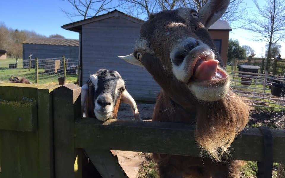 Manor Farm takes on animals with a variety of disabilities