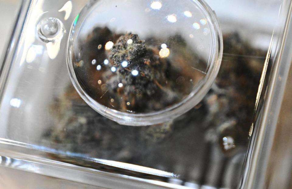 Cannabis is seen through a magnifying glass on display and for sale at the new Culture Cannabis Club location on Bullard Ave. between Fresno St. and Blackstone Avenue, Thursday, Jan. 11, 2024 in Fresno.