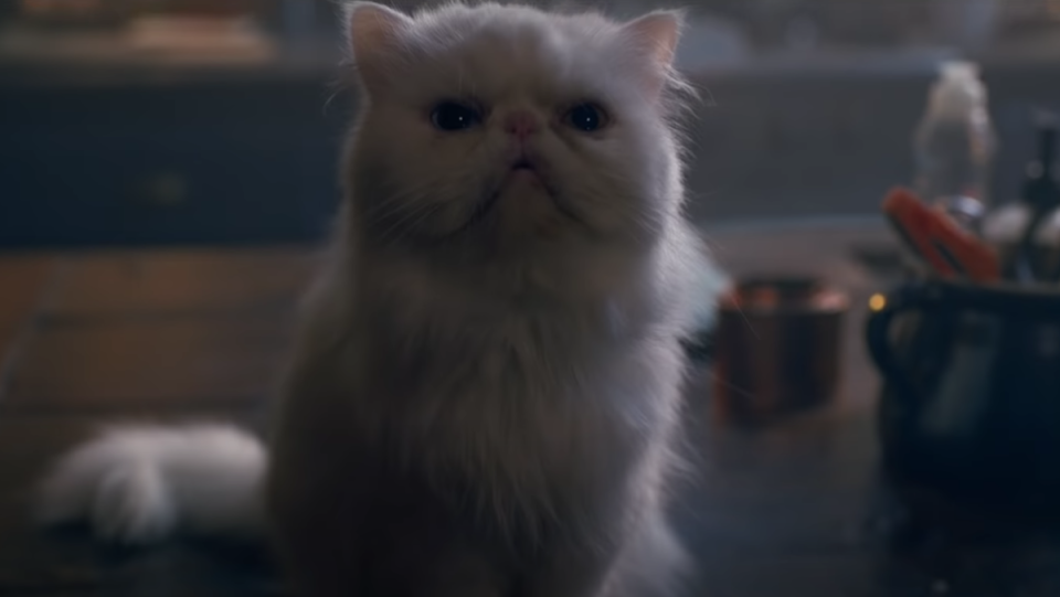 A fluffy white cat sits on a table.