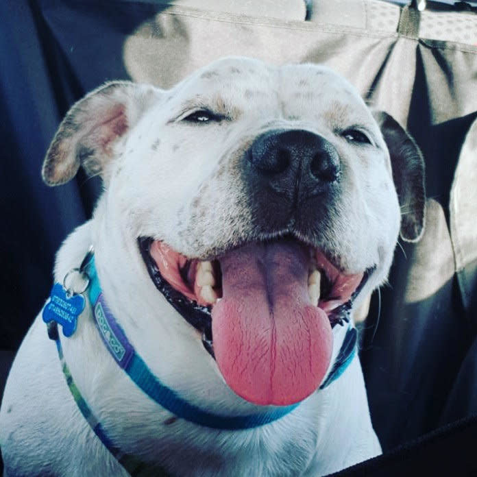 "Otis is my best friend. He's a furry shoulder to cry on and he is my reason to smile again. When&nbsp;I first saw his little face a year ago, I knew he was the one for me and it was the best decision I ever made." -- <i>Bethany Mitchell, Otis' mom (Follow <a href="https://www.instagram.com/otis_little_legs_big_heart/" target="_blank">Otis on Instagram</a>)</i>