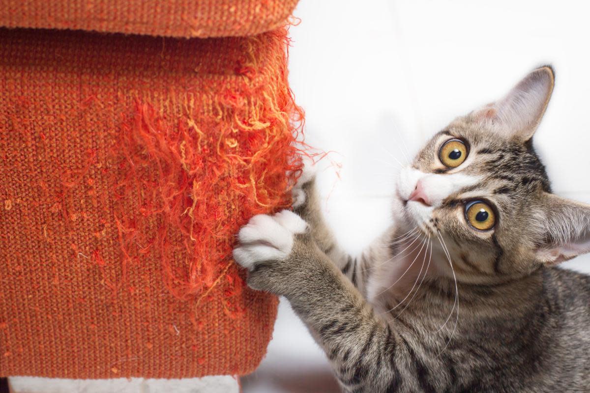 Does your cat scratch your furniture? <i>(Image: Getty)</i>