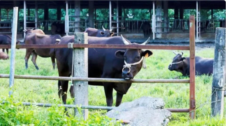 前總統李登輝是農業專家，他於陽明山國家公園發現了一群牛隻，據信是日本時代自日本引進台灣的和牛後代。並命名為「源興牛」。經過多年努力，源興牛於2024年6月獲官方認證為新品種。   圖：翻攝自源興居生技公司網站