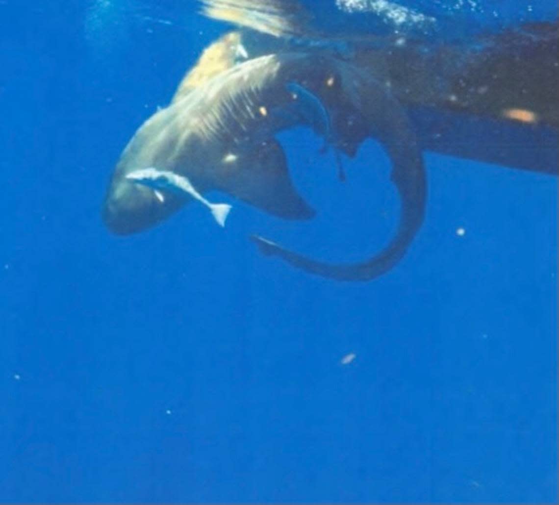 A shark struggles on a commercial longline hook off Jupiter, Florida, in August 2020.