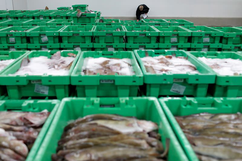 FILE PHOTO: Worker Ole Steen inspects a haul of fish caught in British waters at the Danske Fiskeauktioner, a fish auction facility in the village of Thyboron in Jutland, Denmark