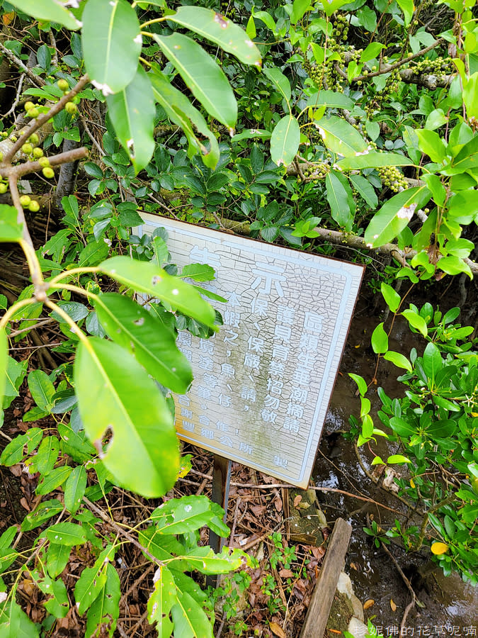 新竹縣｜新豐紅樹林生態保護區