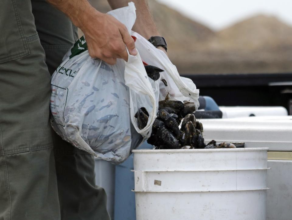 Game warden Doug Wall puts confiscated mussels in a bucket.