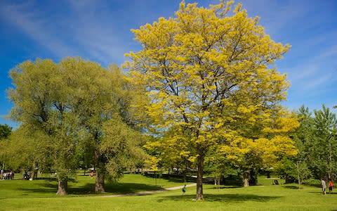 Trinity Bellwoods Park - Credit: Not Model Released (Not Model Released (Photographer) - [None]/Jean Heguy