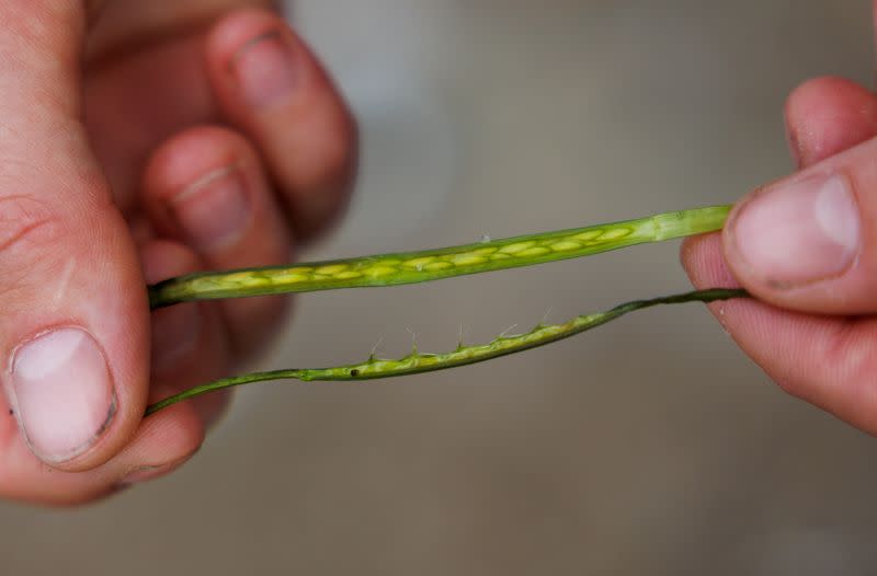 The Wider Image: In Baltic Sea, citizen divers restore seagrass to fight climate change