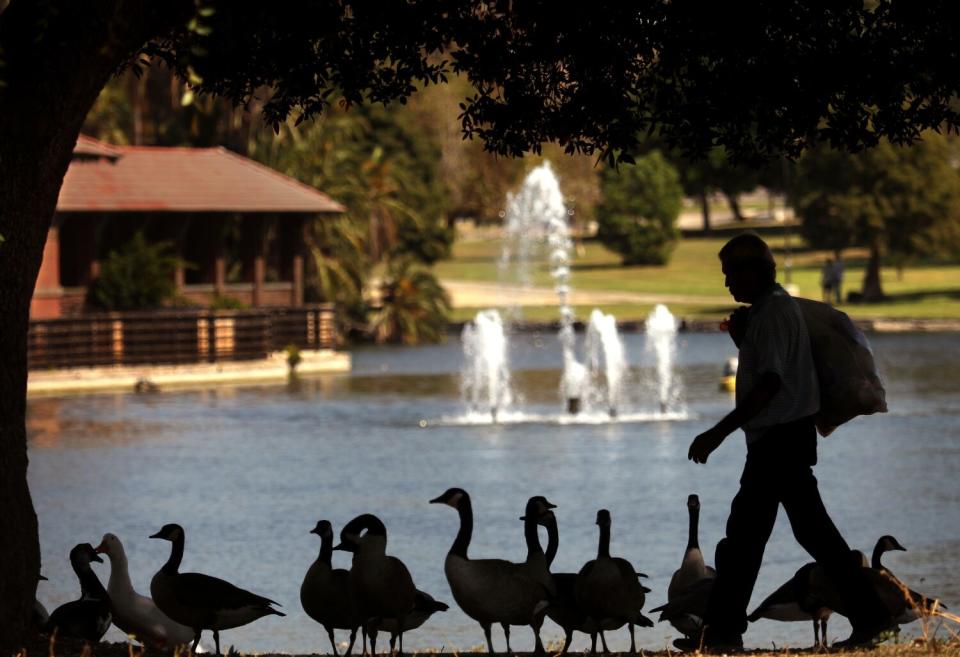 A silhouette of man walks past geese with a sunny pond and park in the background.