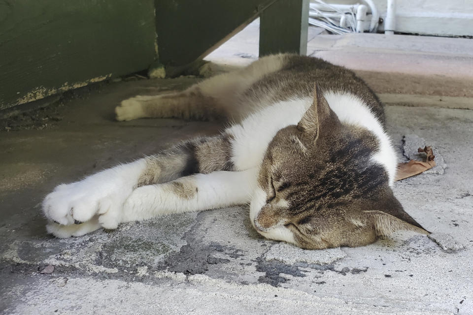 Un gato polidáctilo en la Casa y Museo Hemingway en Key West, Florida, el miércoles 17 de julio de 2024. Alrededor de 60 gatos con una mutación genética que les da dedos adicionales continúan viviendo en la finca. Algunos de estos gatos son descendientes del gato blanco original de seis dedos que Ernest Hemingway recibió del capitán de un barco. Hemingway y su entonces esposa, Pauline, compraron la casa en 1931. Se convirtió en museo en 1964. (Foto AP/David Fischer)