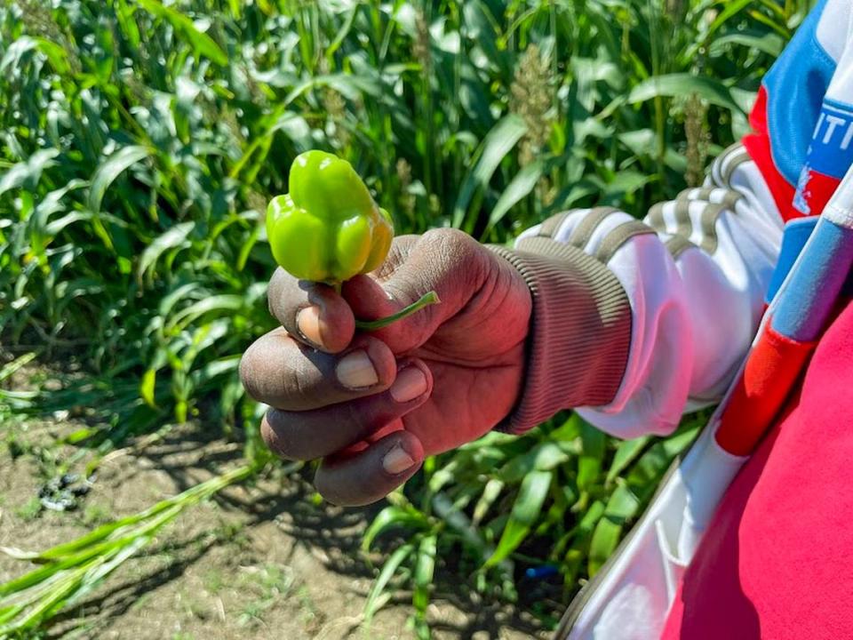 A group of young entrepreneurs from Port-au-Prince are working with farmers in northern Haiti to help them grow various varieties of peppers including habanero.