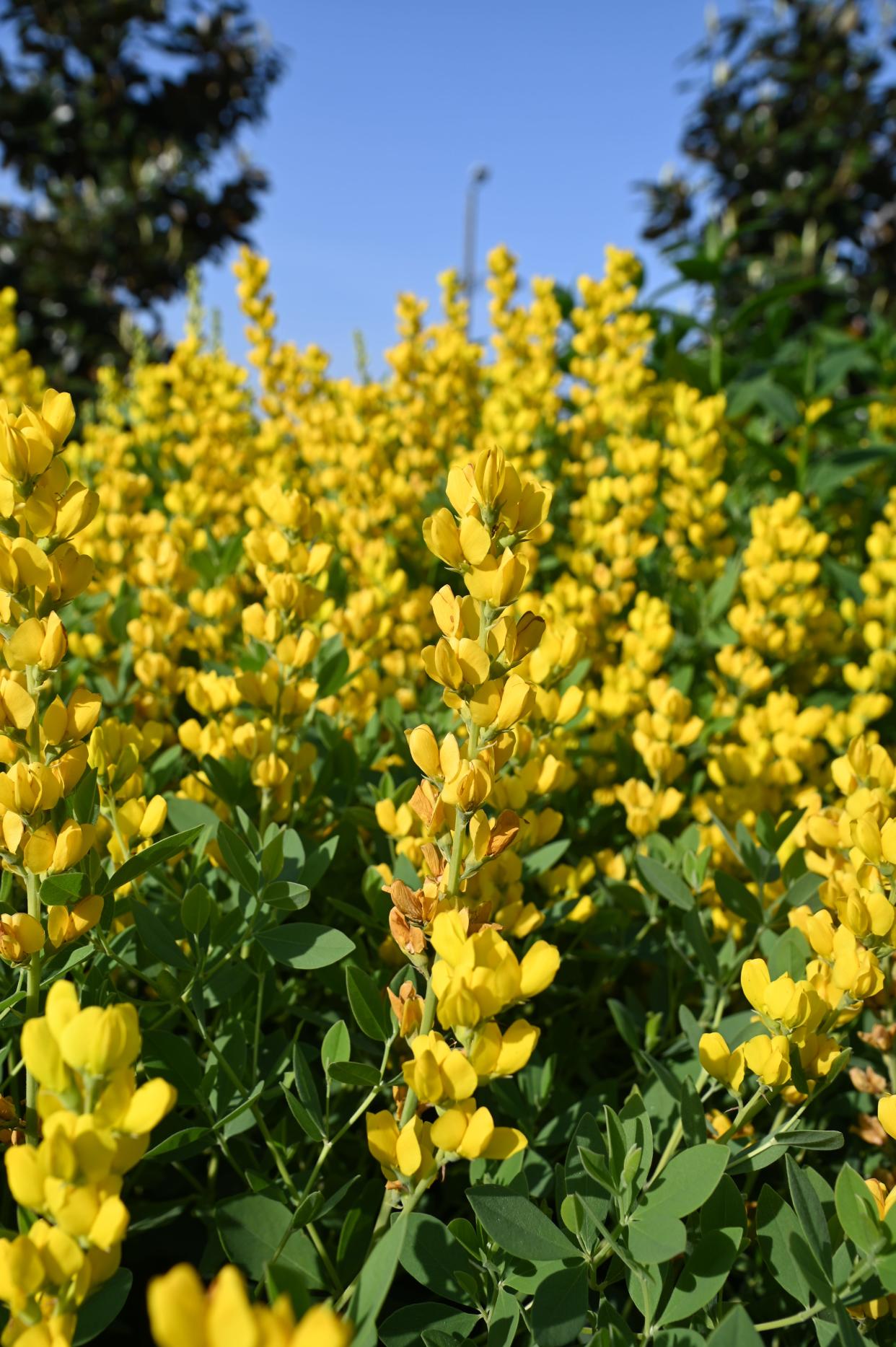 Nothing says American like this big, bold, and beautiful native cultivar, which will make a dramatic statement in your garden come late spring. Gorgeous, golden yellow flower spikes rise up above its wide habit.