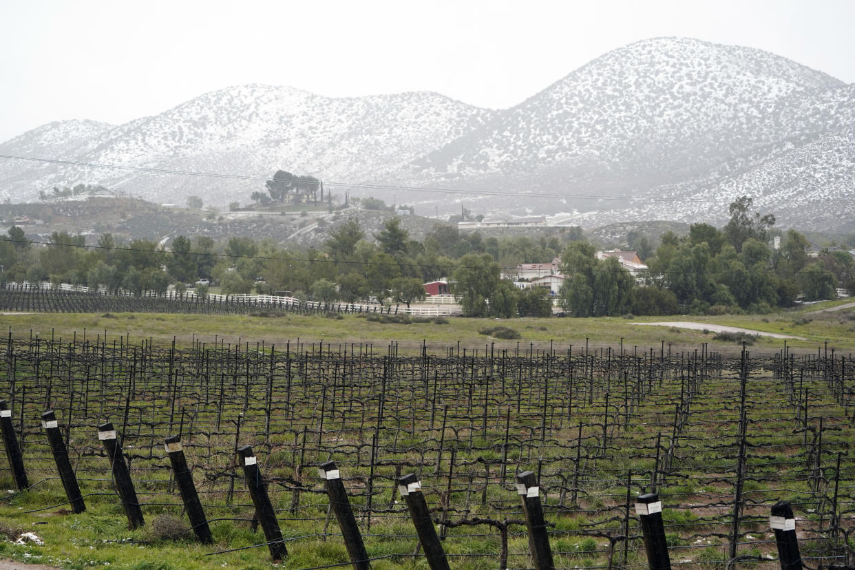 A hill is covered in snow over a vineyard Friday, Feb. 24, 2023, in Agua Dulce, Calif. California and other parts of the West faced heavy snow and rain Friday from the latest winter storm to pound the U.S. (AP Photo/Marcio Jose Sanchez)