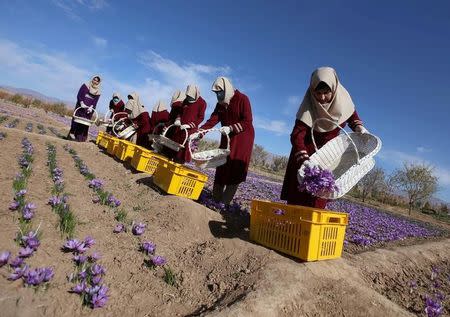 Afghan women collect saffron flowers in the Karukh district of Herat, Afghanistan, November 5, 2016. Picture taken November 5, 2016. REUTERS/Mohammad Shoib