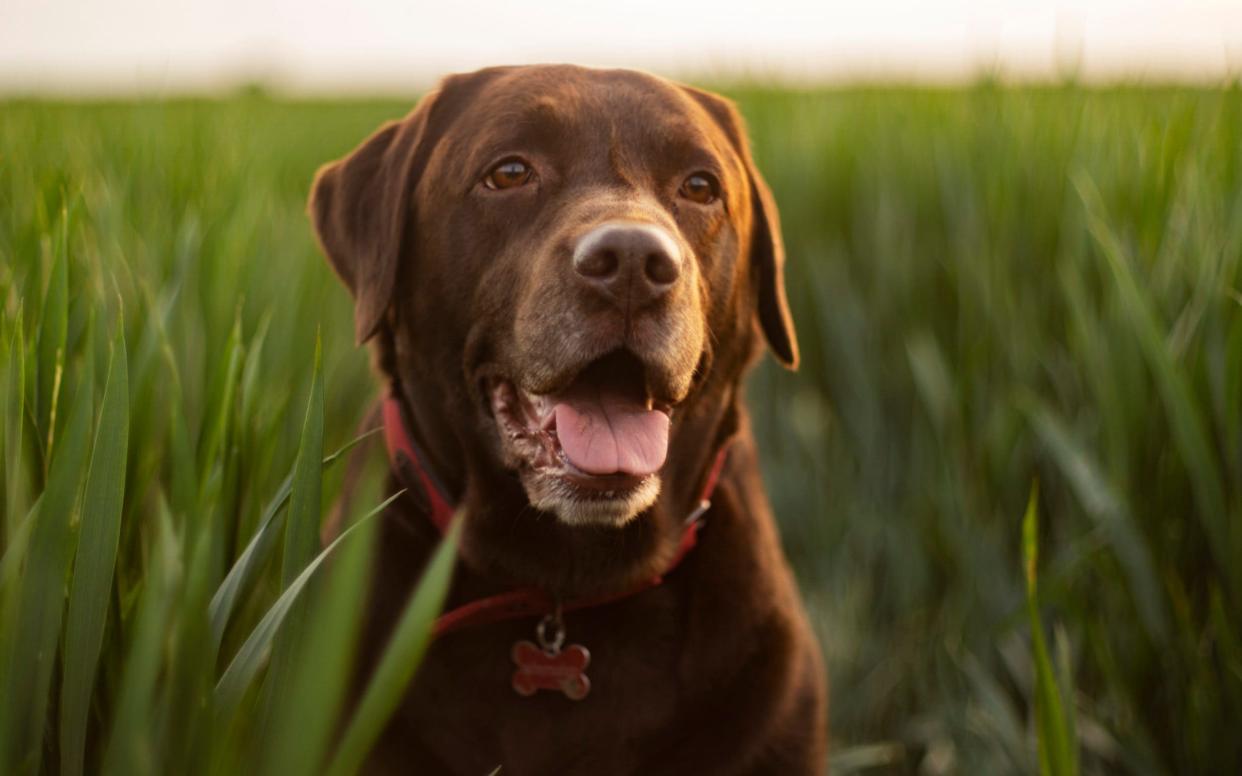 The gene responsible for the chocolate coat is recessive - Moment RF