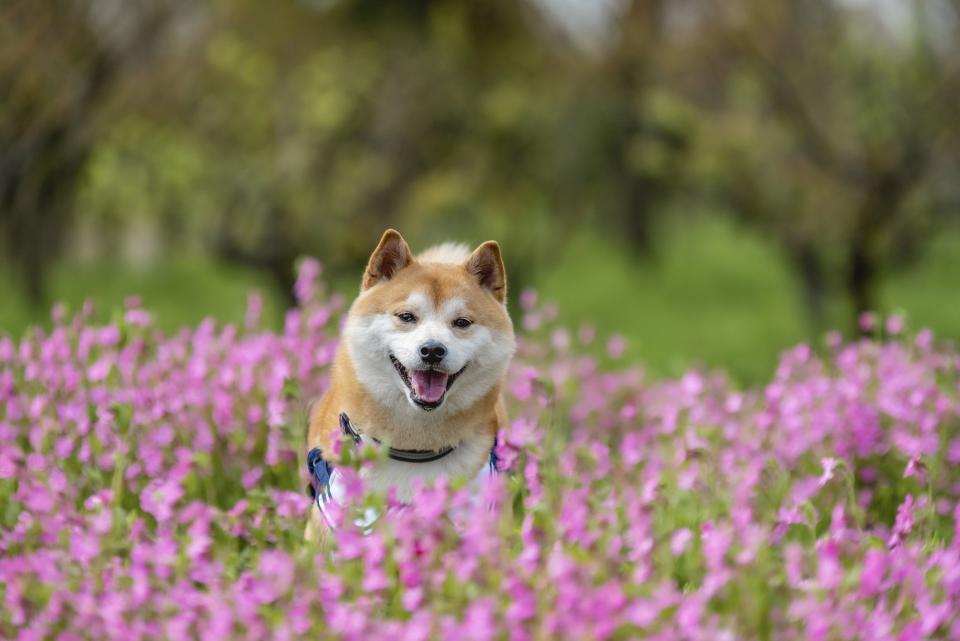 <p>Thinking about adopting a Japanese dog <a href="https://www.countryliving.com/uk/wildlife/dog-breeds/a36994572/rare-dog-breeds-uk/" rel="nofollow noopener" target="_blank" data-ylk="slk:breed;elm:context_link;itc:0" class="link ">breed</a>? From larger Akita Inus to tiny Japanese Chins, these dogs make great companions and <a href="https://www.countryliving.com/uk/wildlife/dog-breeds/a39610570/dog-breeds-help-autistic-children/" rel="nofollow noopener" target="_blank" data-ylk="slk:family pets;elm:context_link;itc:0" class="link ">family pets</a>.</p><p>Originally from a country where dogs are celebrated as national monuments, many Japanese dog breeds can be traced back thousands of years. </p><p>The list of Japanese dog breeds is considerably longer in their native country, but there are just four officially recognised Japanese dog breeds in the UK, according to <a href="https://www.thekennelclub.org.uk/" rel="nofollow noopener" target="_blank" data-ylk="slk:The Kennel Club;elm:context_link;itc:0" class="link ">The Kennel Club</a>. Here they are:</p>
