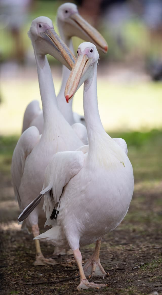 Pelicans at St James’s Park