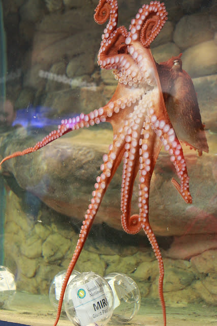 The National Zoo's new Giant Pacific octopus, saying hello to the crowd during its naming ceremony.