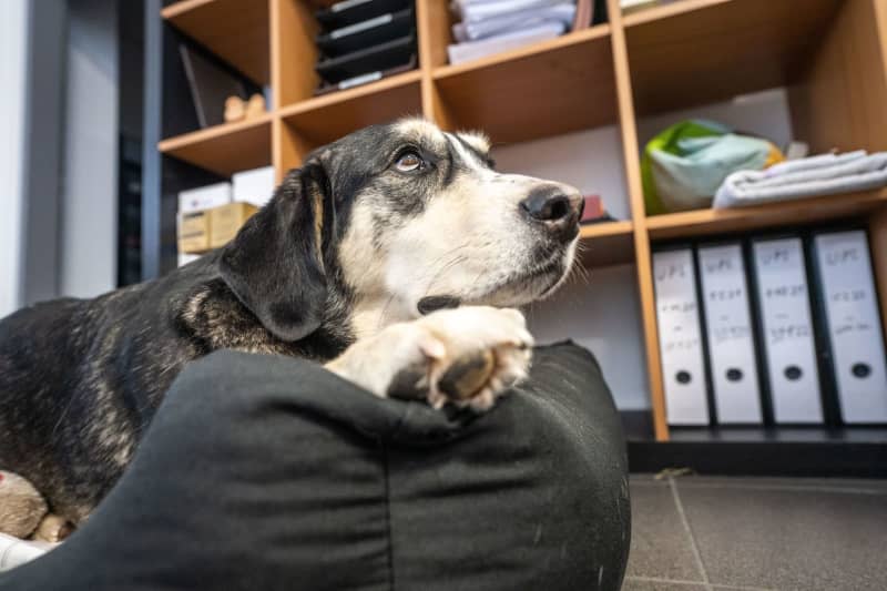 First day on the job: A familiar blanket or basket can make the dog's first day at your office easier. Frank Rumpenhorst/dpa