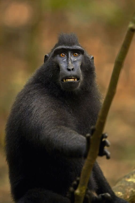 Celebes Crested Macaque