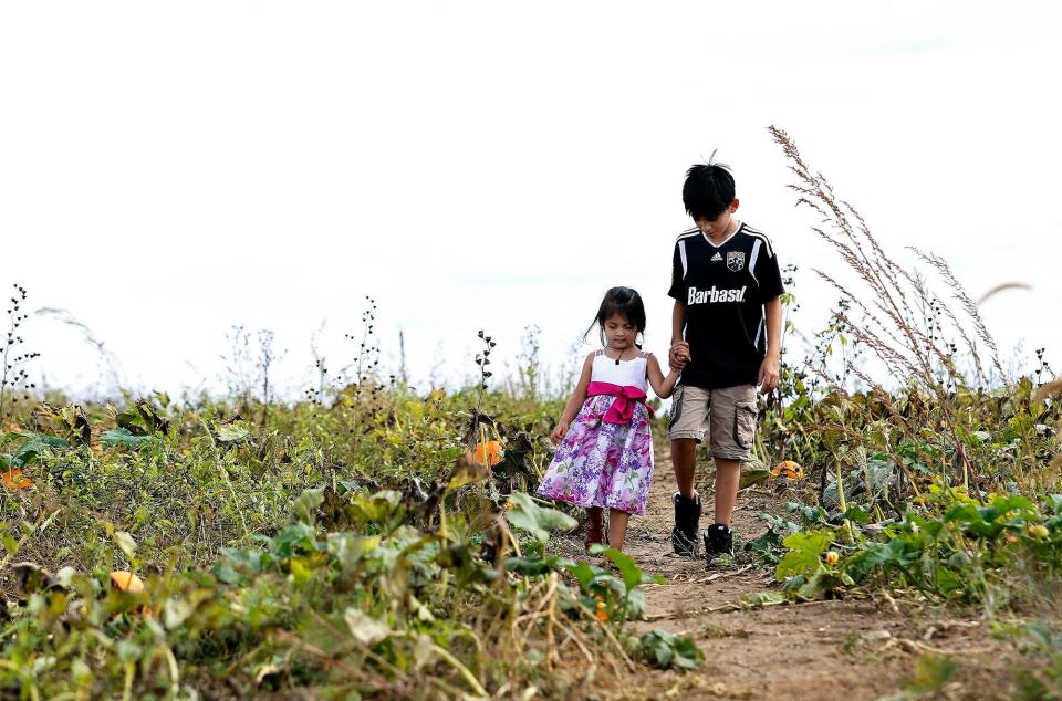 Valentina Esquivel, 3, and Alan Esquivel, 11, look for the perfect pumpkin to pick at Lehner's Pumpkin Farm in Radnor on Sunday, October 8, 2017.  The farm featured ten acres of a variety of pumpkins to choose from.