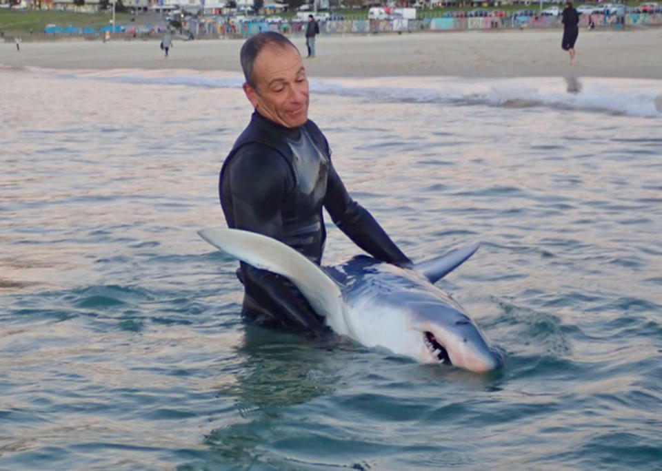 A swimmer brings the dead shark up closer to the shoreline. Source: <span class="caption cid-7"><span>Bondi Surf Club</span></span>