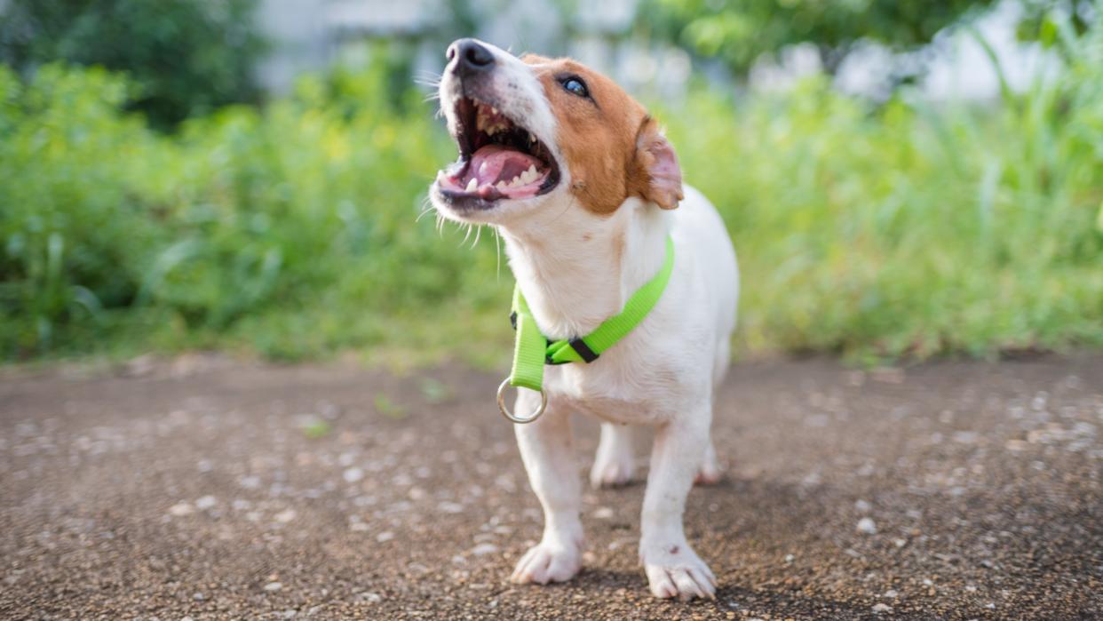  Jack Russell Terrier barking outside 