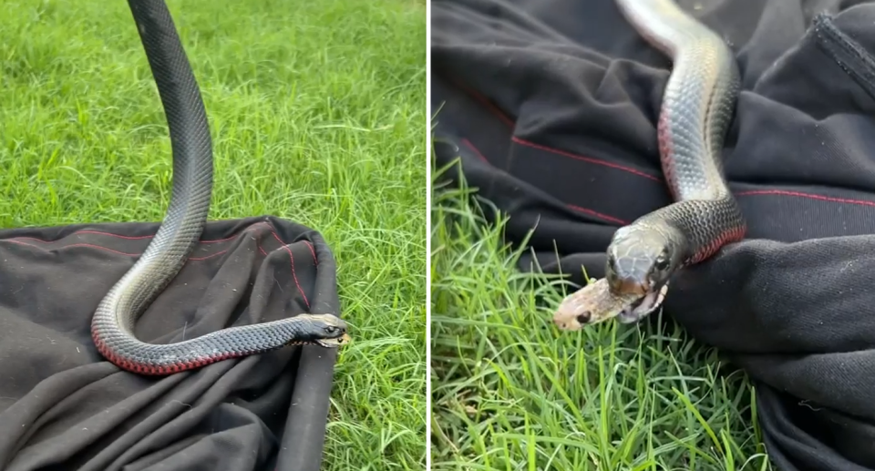 Two images of the brown snake's head poking out of the red-bellied black snake.